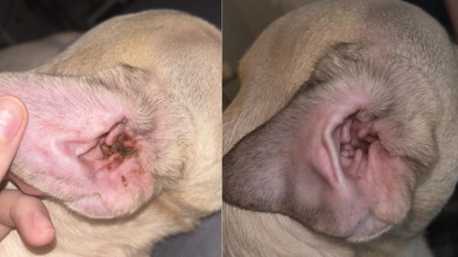 CaniDrop Ear Cleaner™